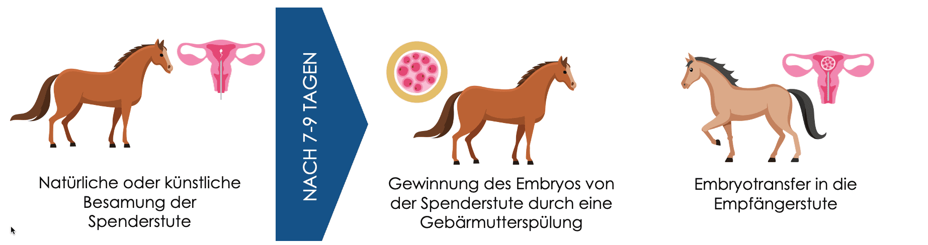 Die Geschichte von Avantea (Teil 2) - Nachrichten - Hippomundo