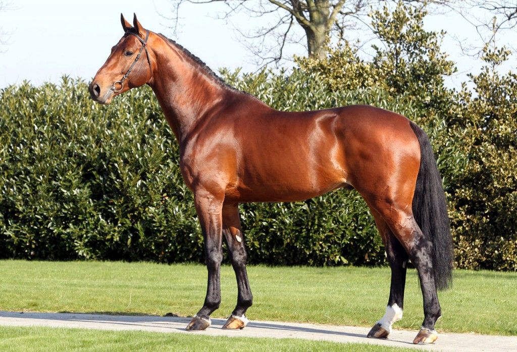 Eldorado van de Zeshoek: sporty to influential stallion - News