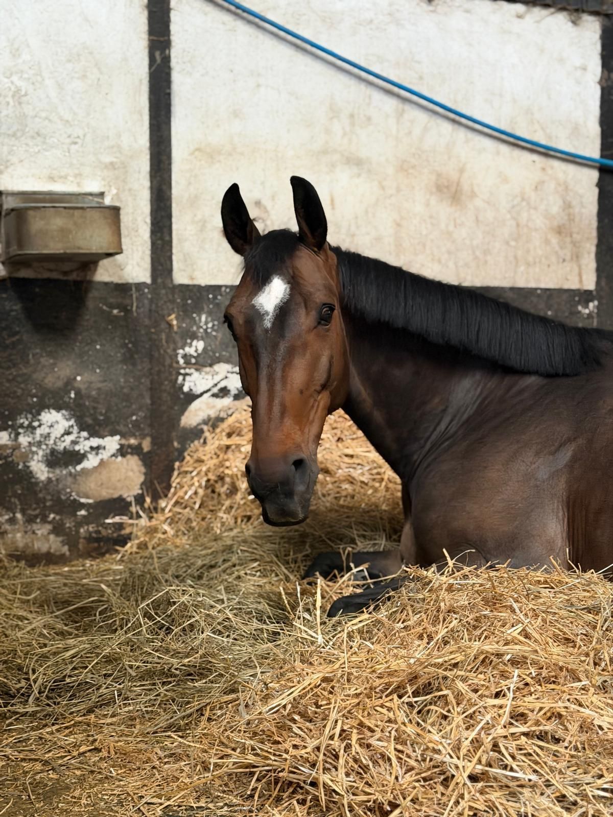 NFS Taluga at Laura Renwick's stables